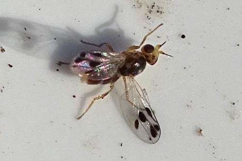 Gampsocera numerata